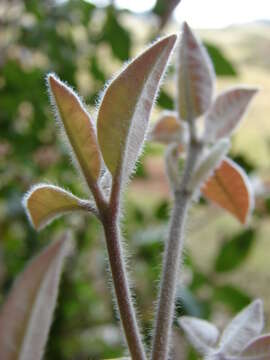 Image of Syncarpieae