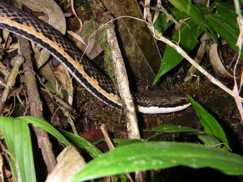 Image of Liopholidophis Mocquard 1904