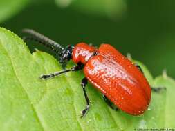 Image of Scarlet lily beetle