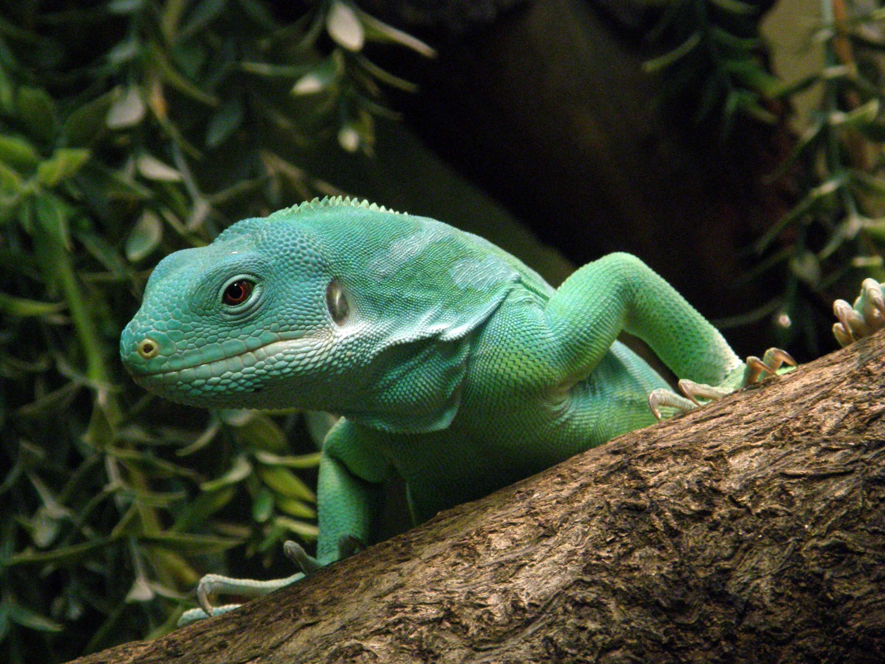 Image of Fiji iguanas