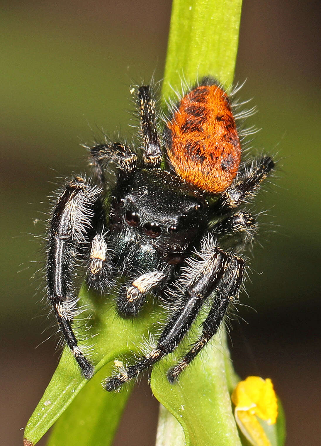 Image of Phidippus princeps (Peckham & Peckham 1883)