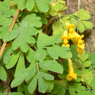 Image of yellow corydalis