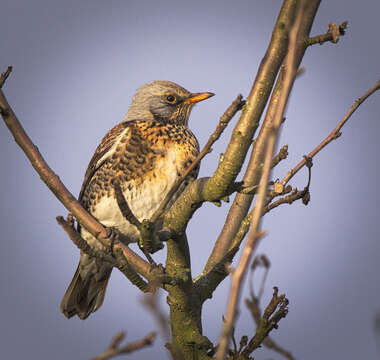 Image of Fieldfare