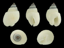 Image of Nassarius albescens (Dunker 1846)