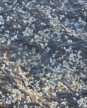 Image of Acorn barnacle