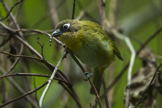 Image of Common Bush Tanager