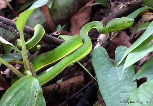 Image of White-lipped Tree Viper