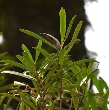 Image of Pseudopanax crassifolius (Sol. ex A. Cunn.) K. Koch