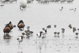 Image of Australian Red-necked Avocet