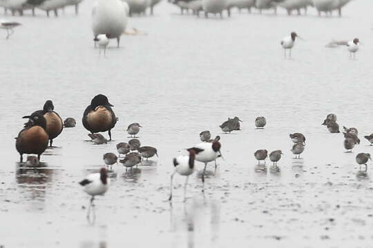 Image of Australian Red-necked Avocet