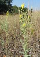 Imagem de Linaria genistifolia (L.) Mill.