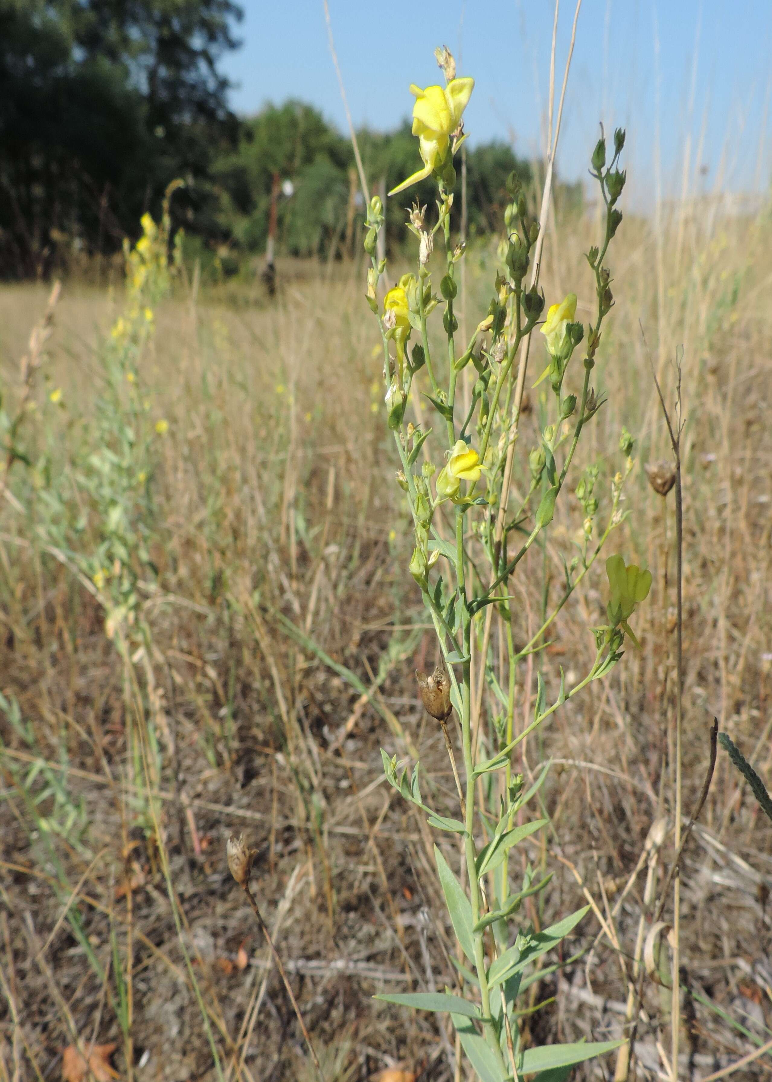 Imagem de Linaria genistifolia (L.) Mill.