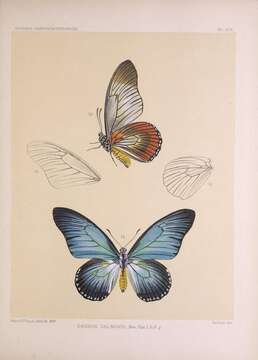 Image de Papilio zalmoxis Hewitson 1864