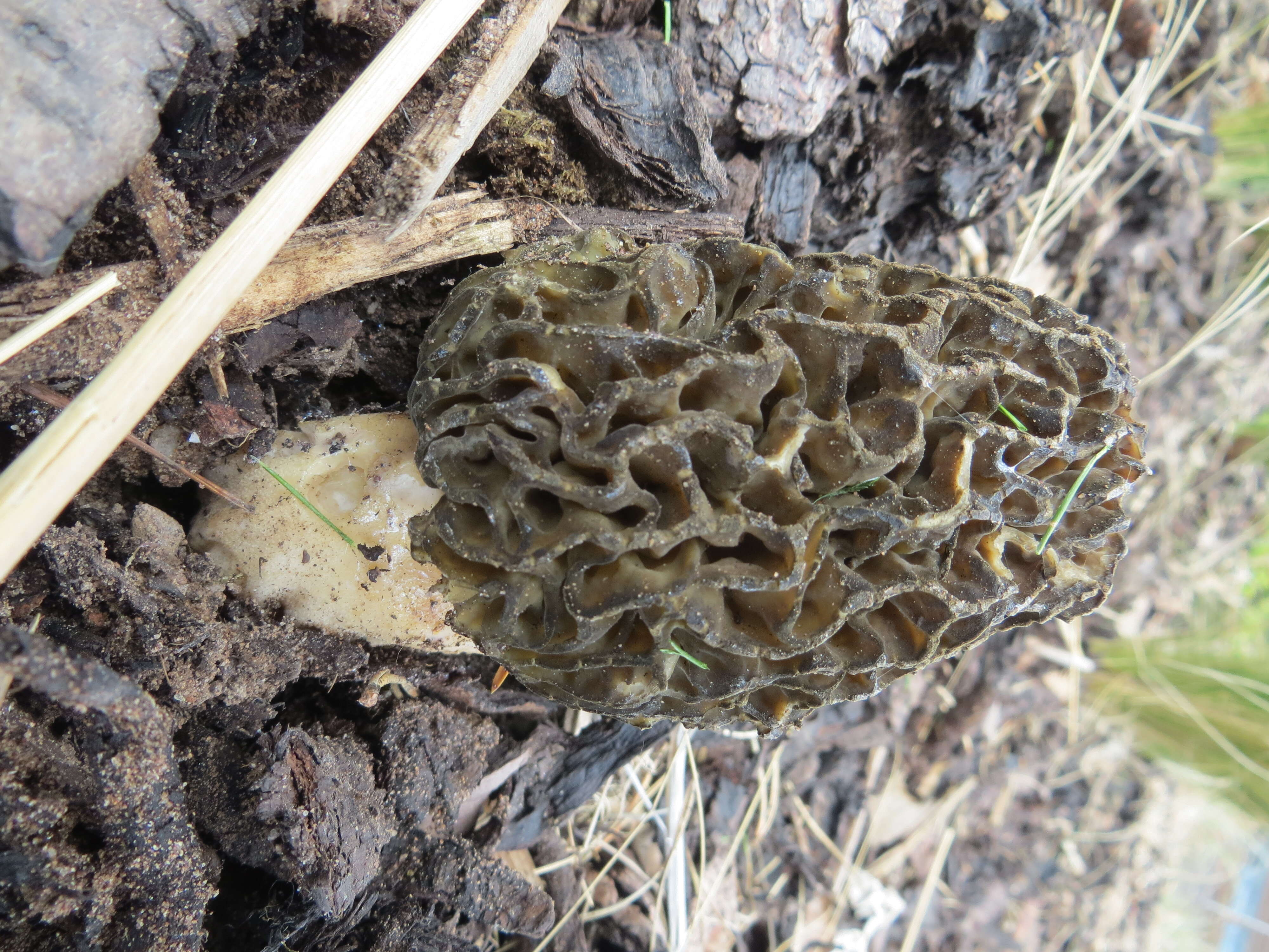 Image of Morchella importuna M. Kuo, O'Donnell & T. J. Volk 2012