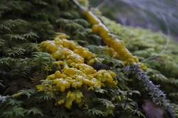 Image of Dog vomit slime mold