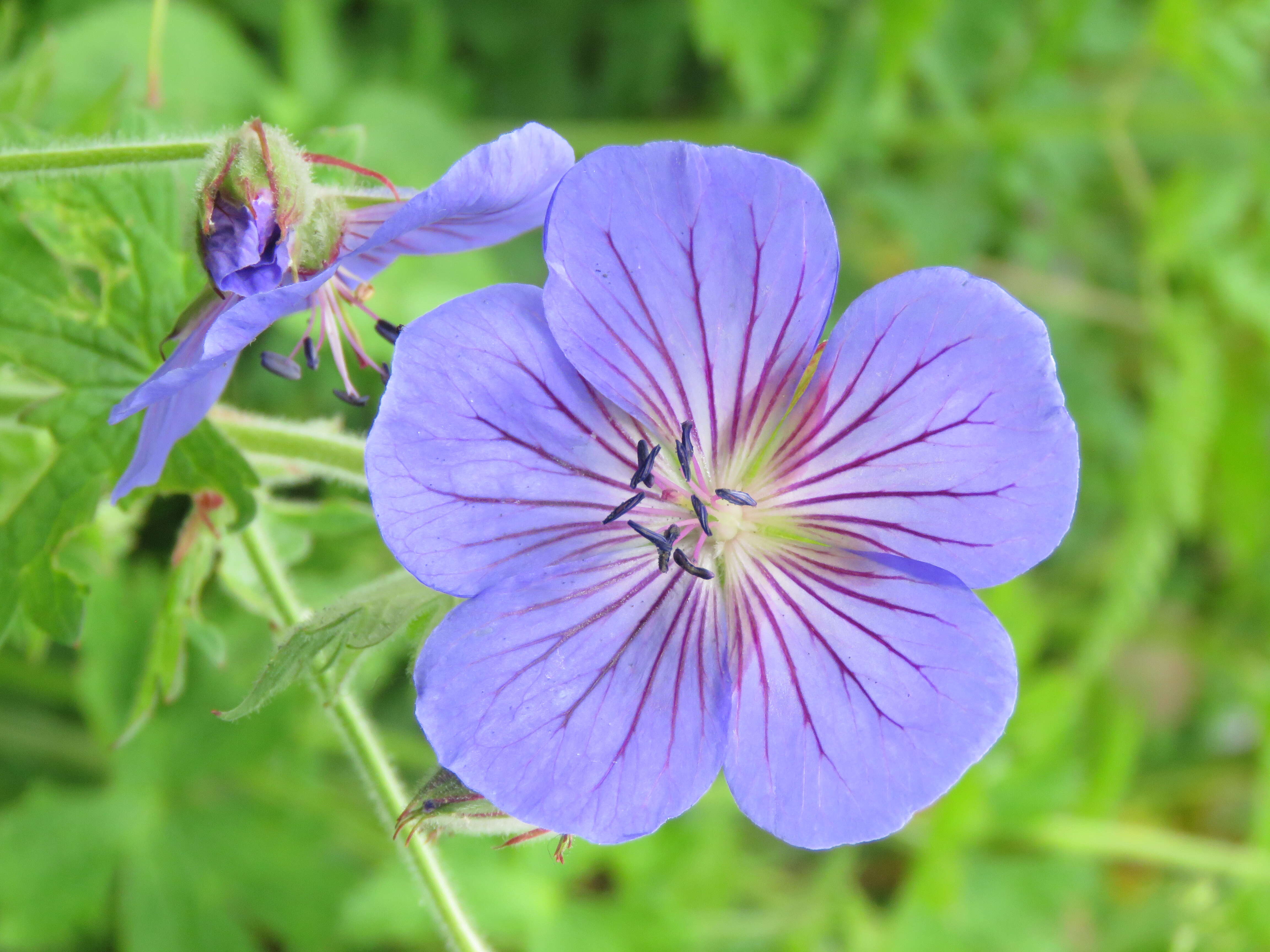 Image of Geranium wallichianum D. Don ex Sweet