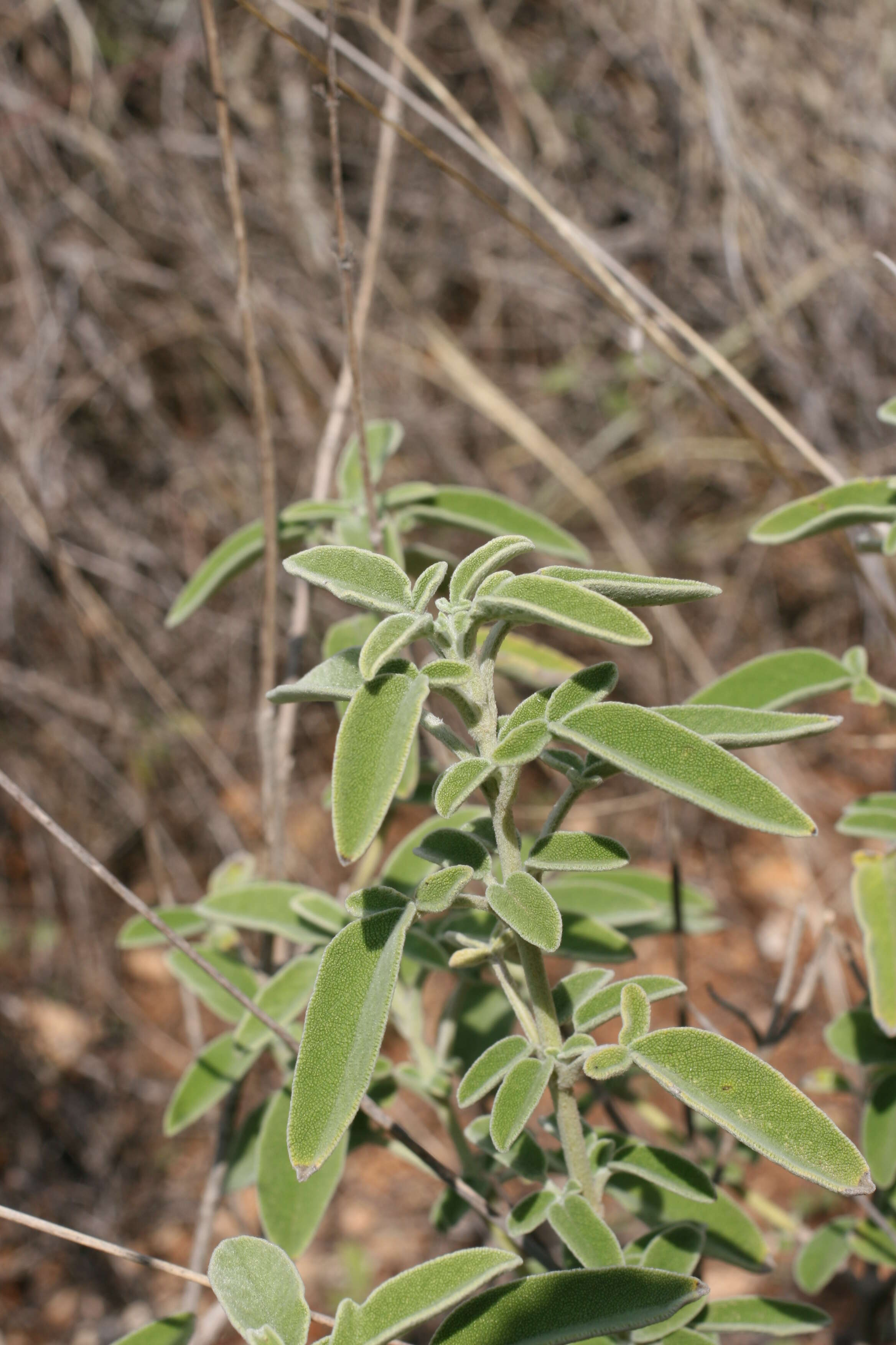 Sivun Salvia dominica L. kuva