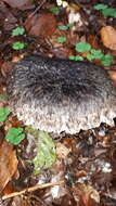 Слика од Strobilomyces strobilaceus (Scop.) Berk. 1851