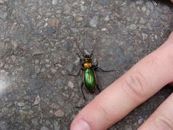 Image of Carabus (Chrysocarabus) basilicus Chevrolat 1836