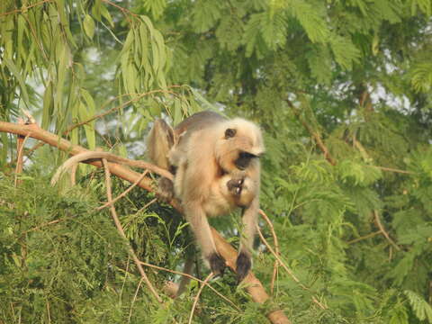 Image of Dussumier's Malabar Langur