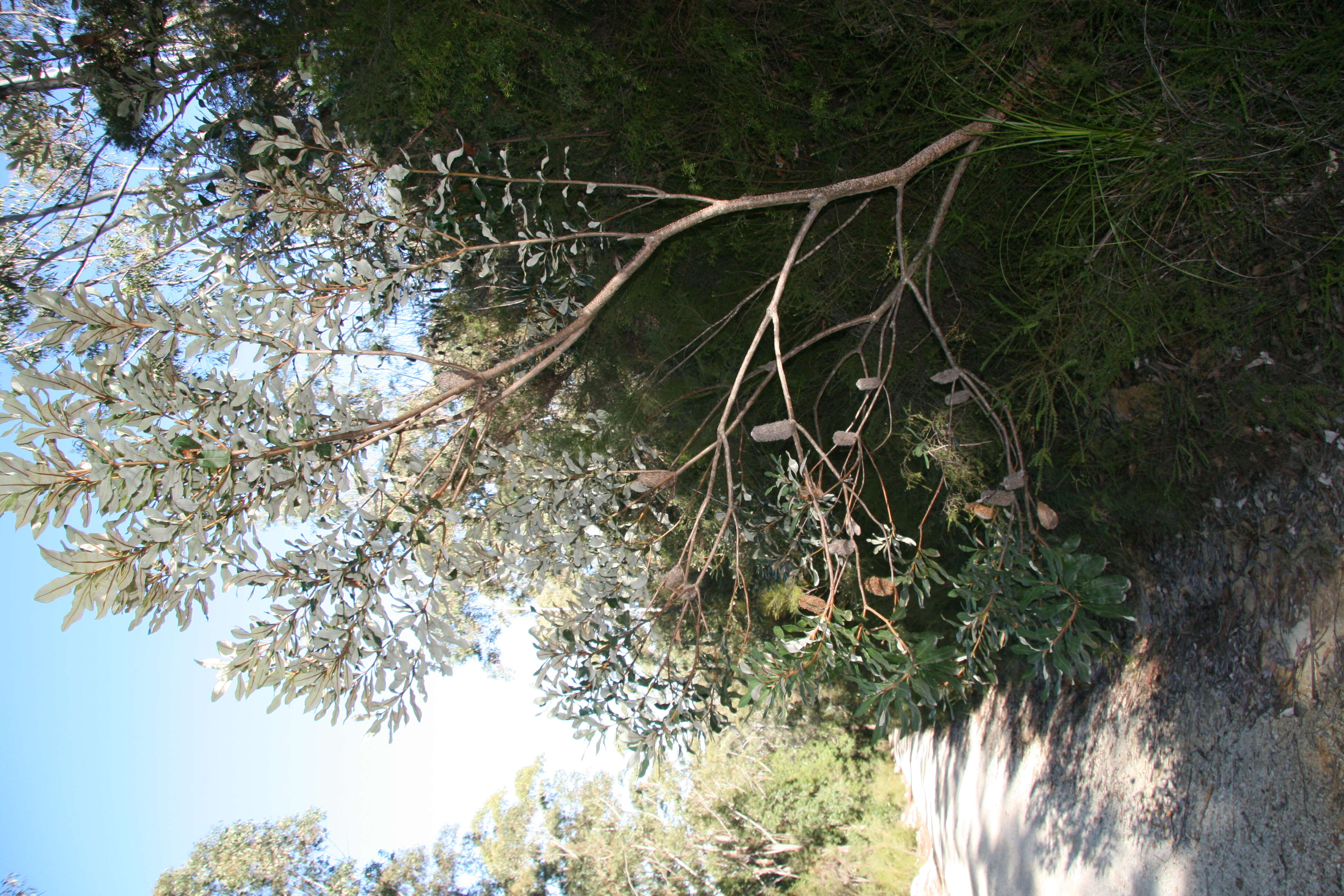 Image of Banksia conferta A. S. George