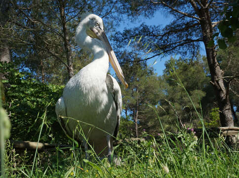 Image of Dalmatian Pelican