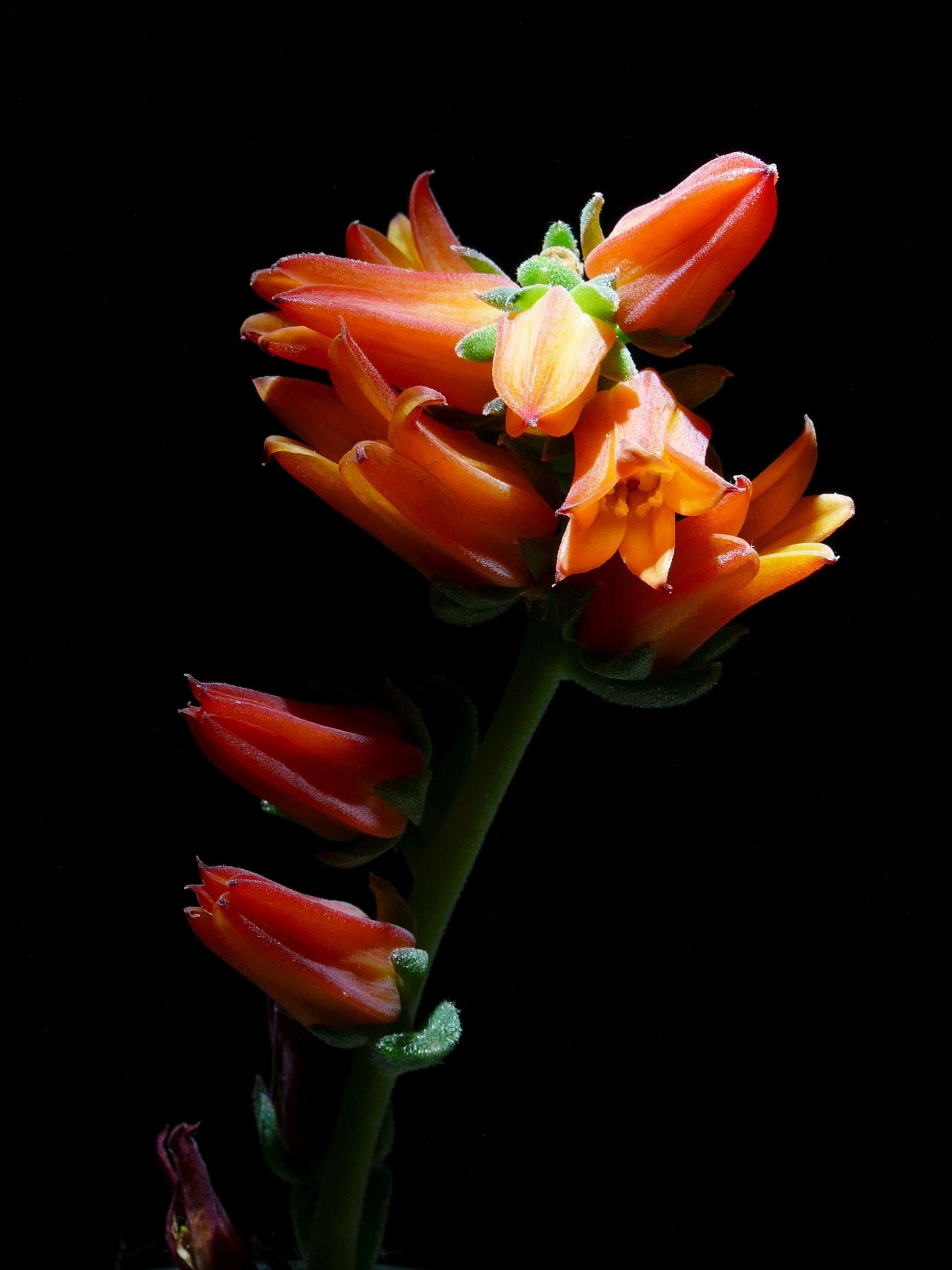 Image of Echeveria elegans Rose