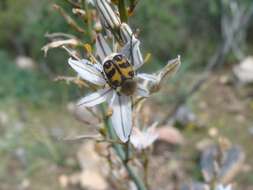 Image of onionweed