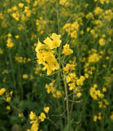 Image of Brassica rapa subsp. oleifera