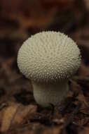 Imagem de Lycoperdon perlatum Pers. 1796