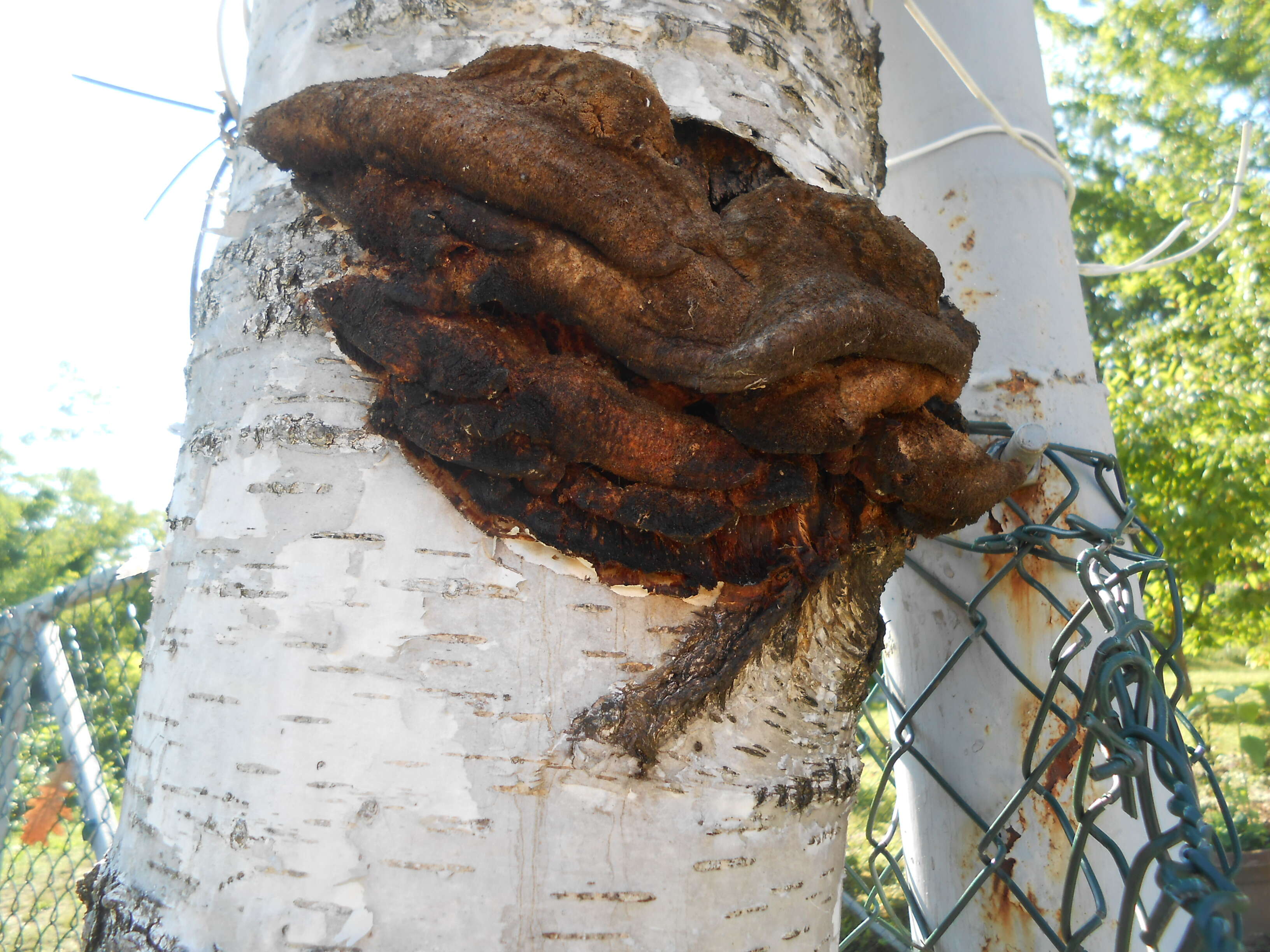 Image of Orchard toothcrust