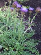 Image of Cynara humilis L.