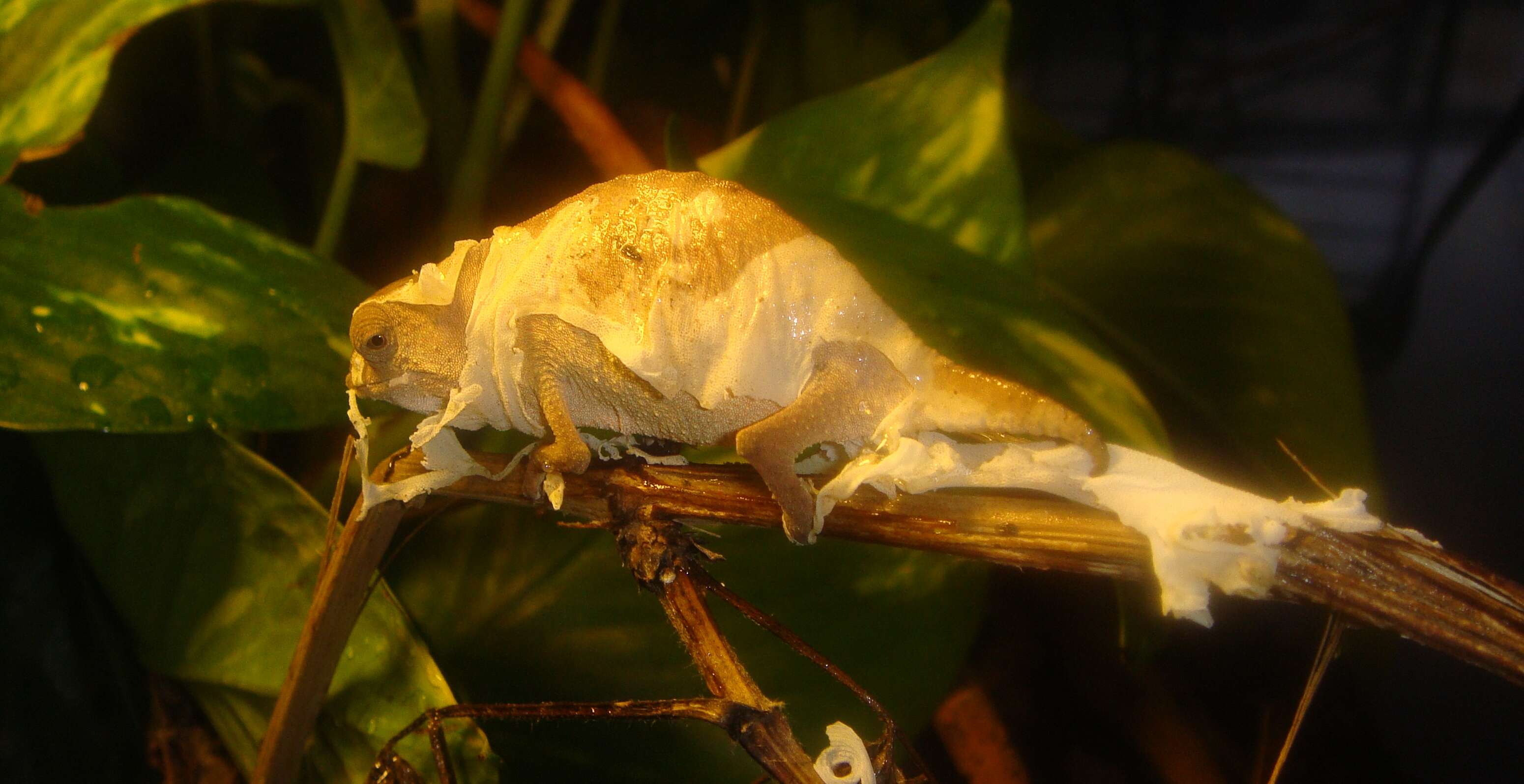 Image of Usambara Stumptail Chameleon