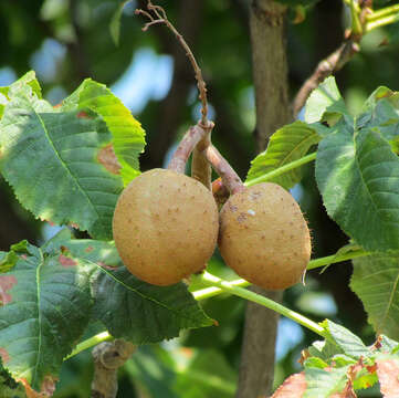 Image of red horse-chestnut