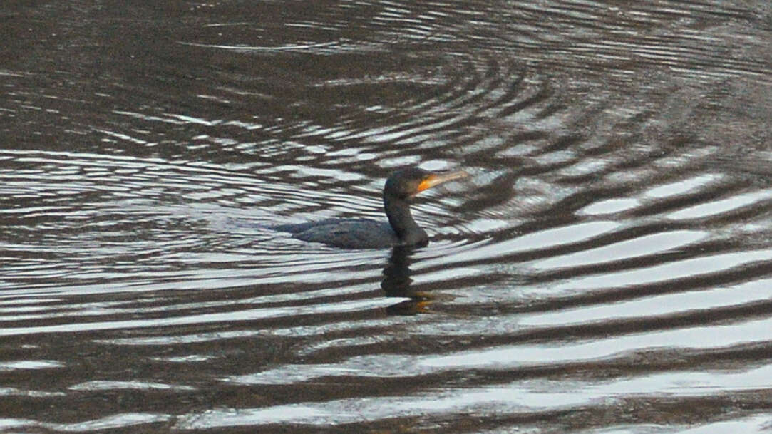 Imagem de Phalacrocorax carbo (Linnaeus 1758)