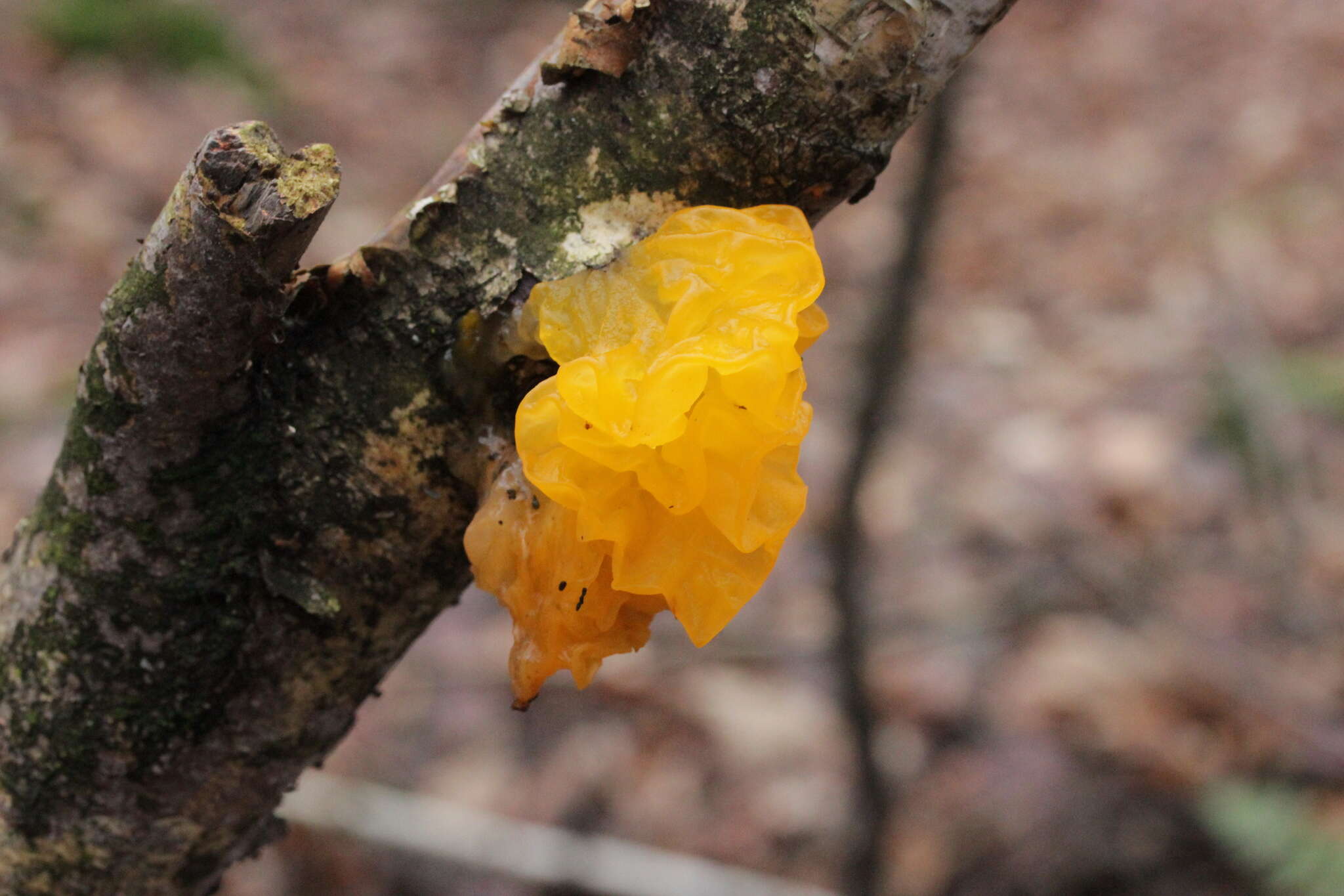 Image of Witches butter