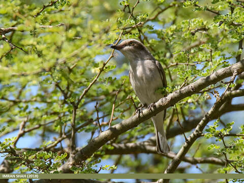 Слика од Tephrodornis pondicerianus (Gmelin & JF 1789)