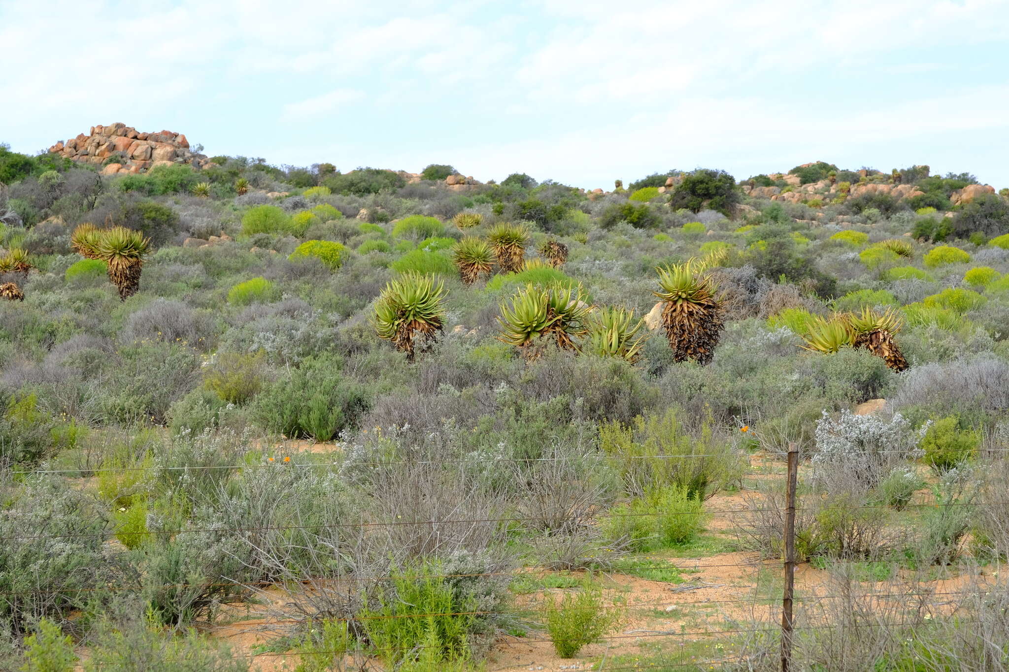 Image of Namaqua Aloe