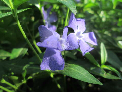 Image of Common Periwinkle