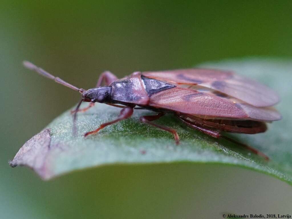 صورة Gastrodes (Gastrodes) abietum Bergroth & E. 1914