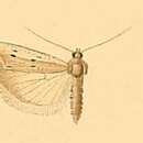 Image of Phycitodes subcretacella Ragonot 1901
