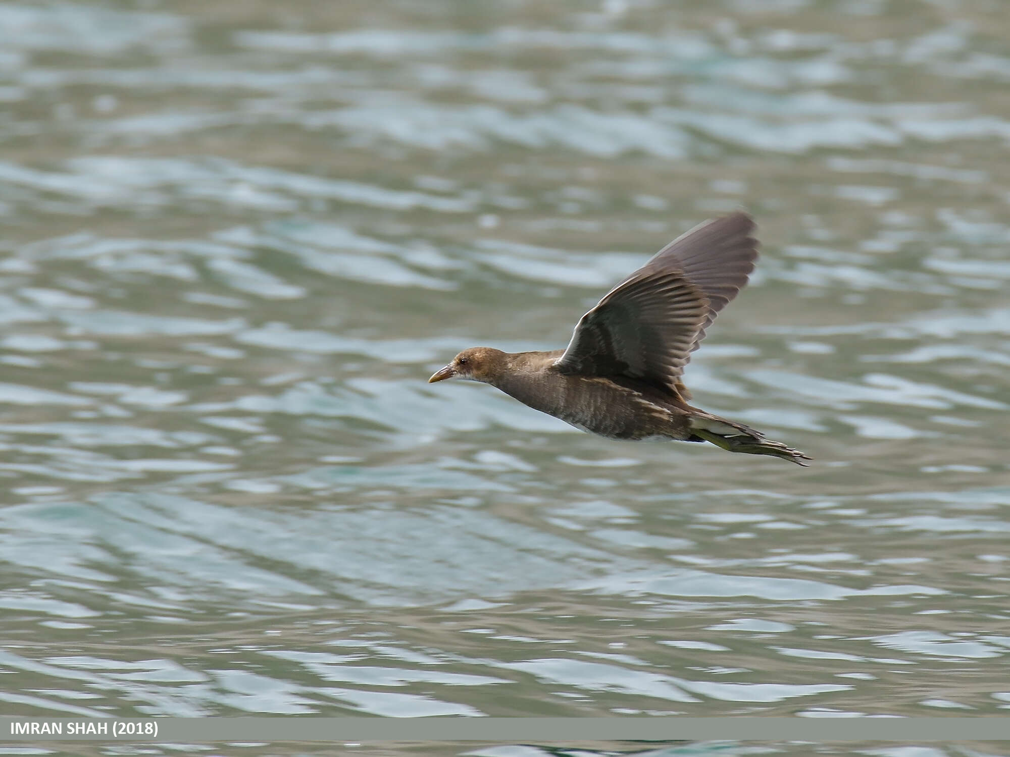 Image of Common Moorhen