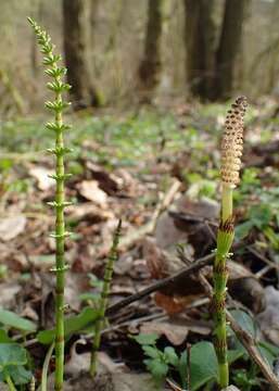 Image of Shady Horsetail