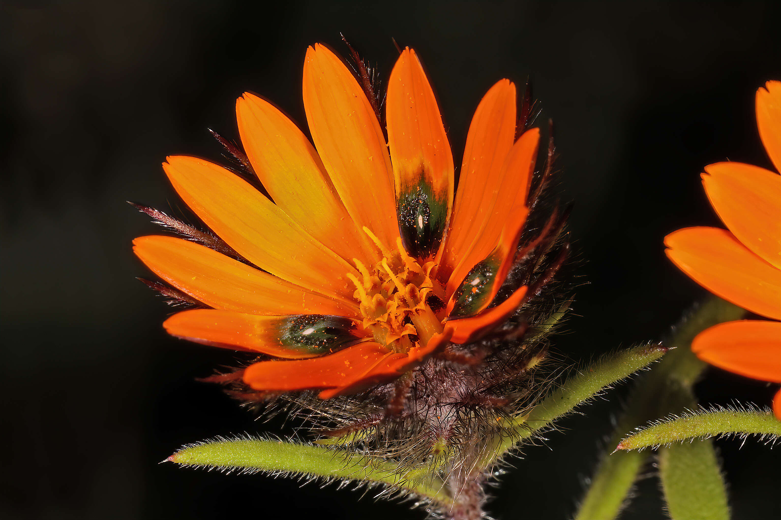 Image of beetle daisy