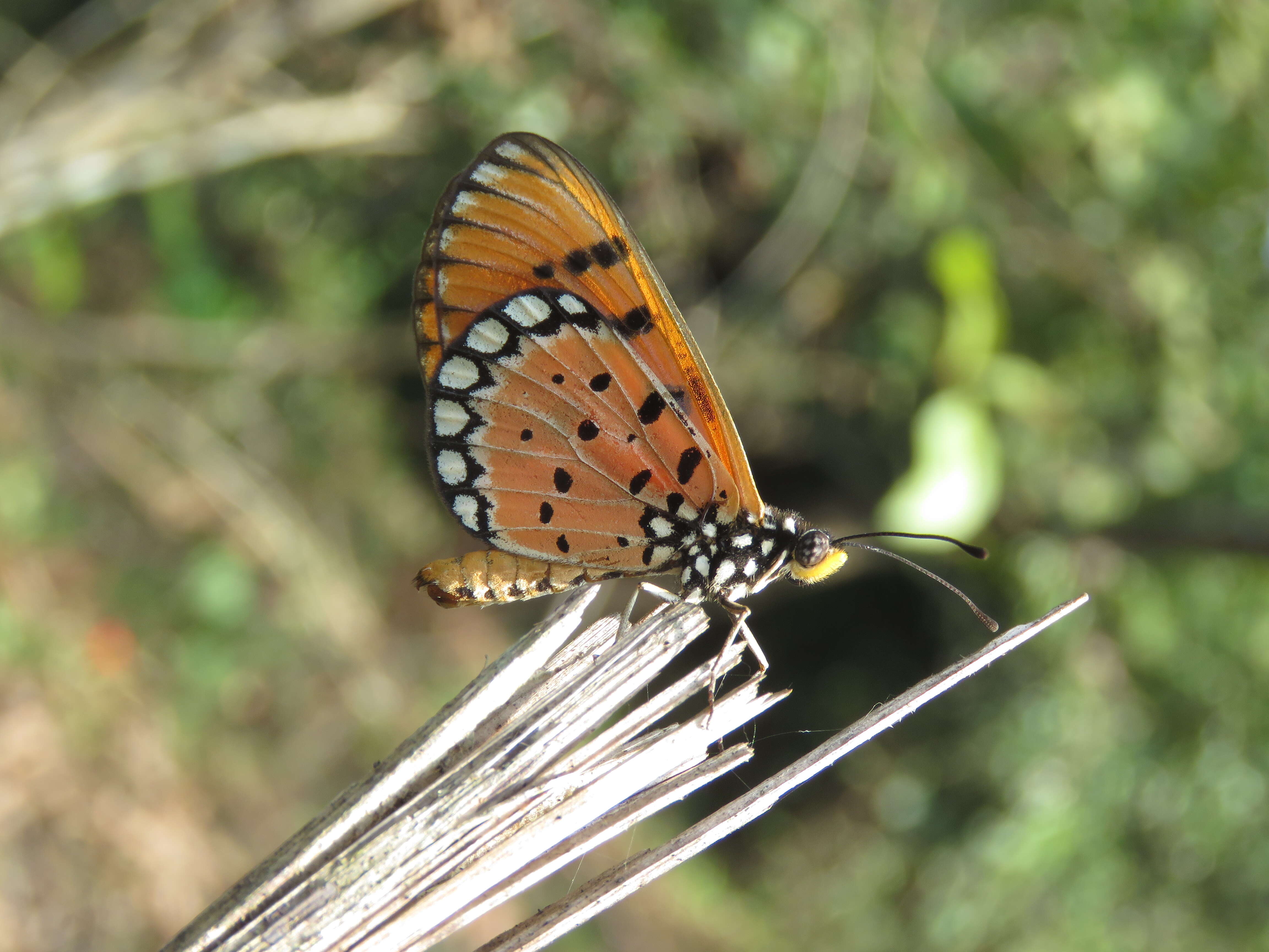 Image of Acraea terpsicore