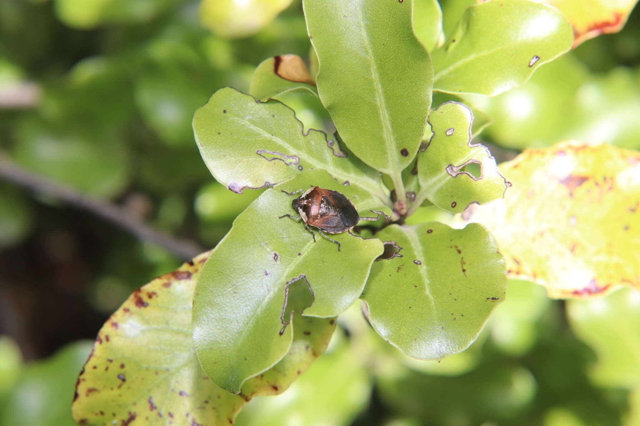 Image of Pittosporum shield bug