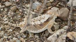 Image of Regal Horned Lizard