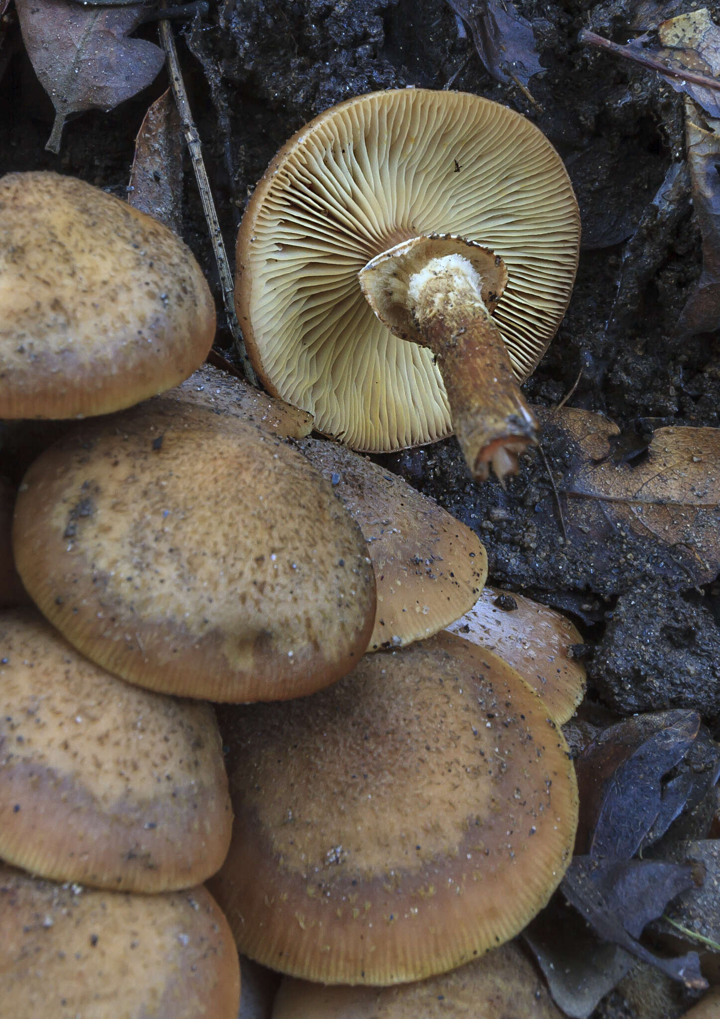 Image of Honey Fungus