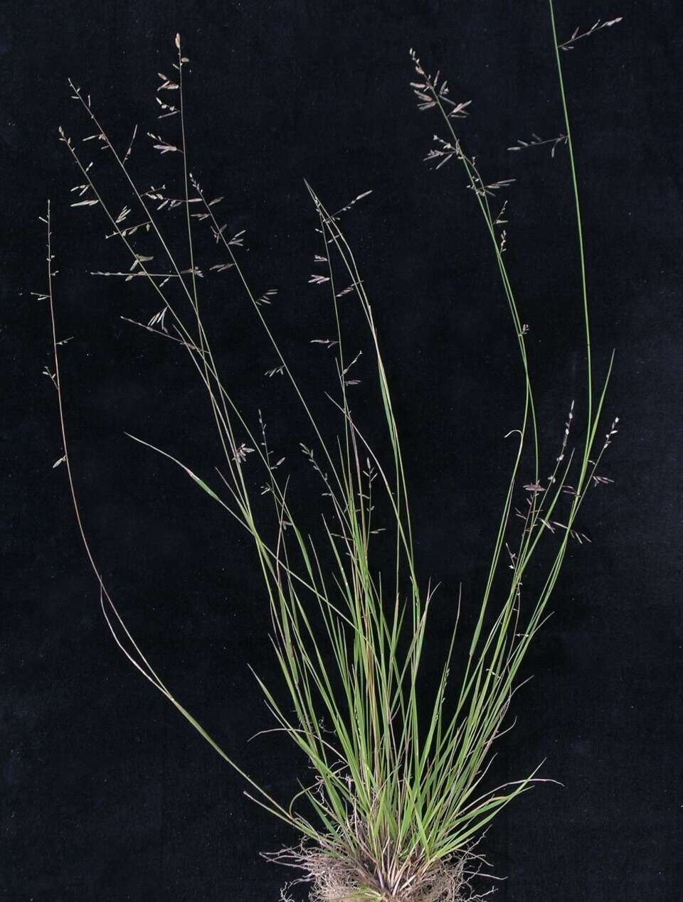 Image de Eragrostis brownii (Kunth) Nees