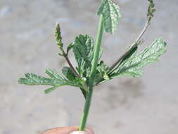 Image of herb of the cross